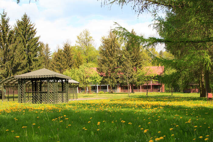 Letni obóz activity - Sarnówek 2019. plik: mlecze.jpg